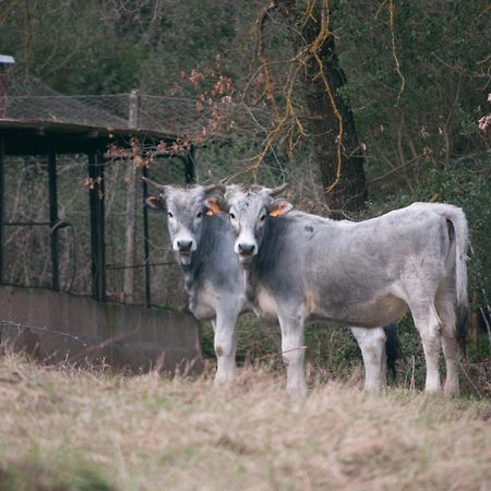 Tenuta Casabianca Murlo Eksteriør bilde