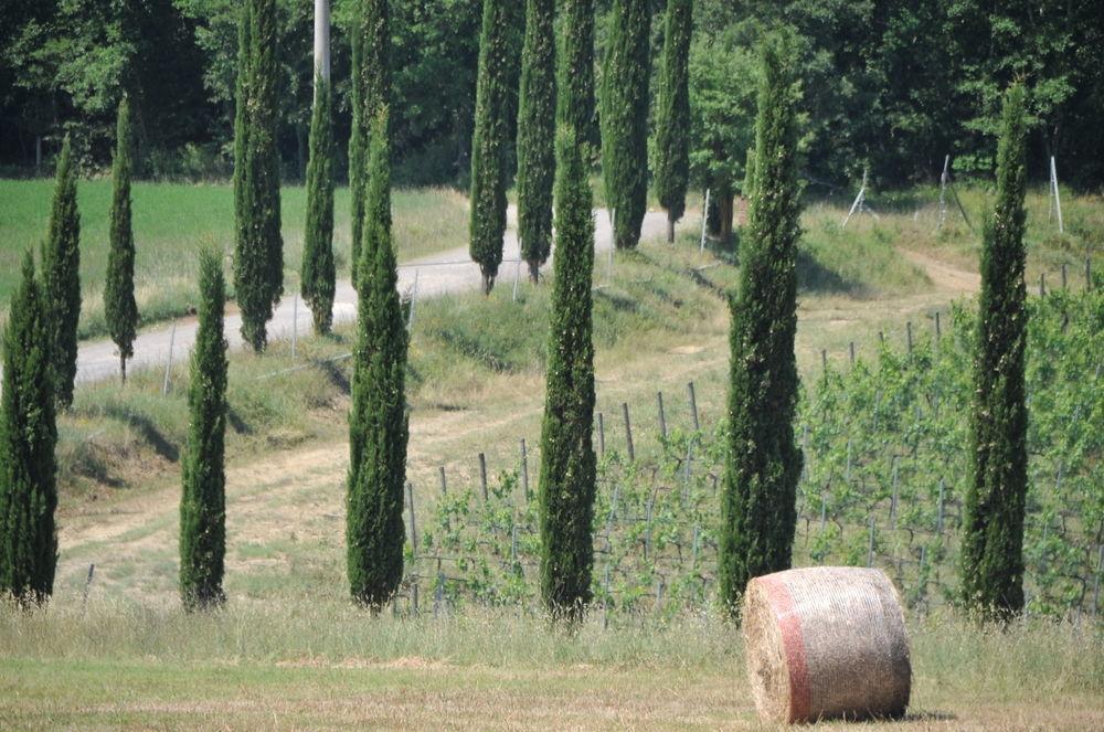Tenuta Casabianca Murlo Eksteriør bilde